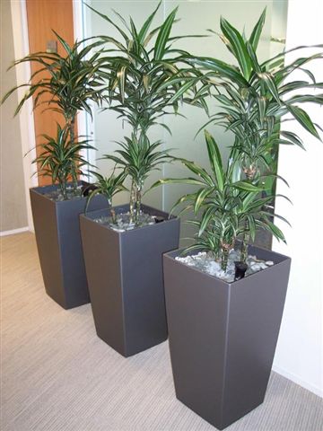 Plants for Office Reception