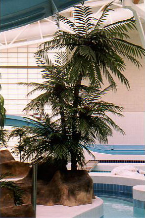 Plants for Swimming Pools