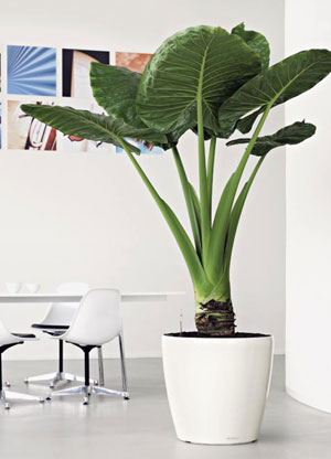 Stylish Interior Office Plant Displays