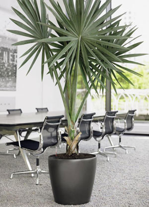 Stylish Interior Office Plant Displays