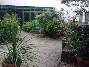 City Centre Garden Office Landscaping