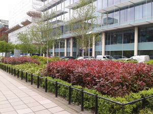 Office Garden Landscaping in Ealing