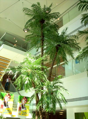 Reception Palm Plant Reception Palm Plant