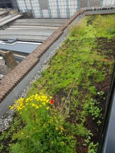 Roof-top Garden in London